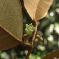 Chrysophyllum oliviforme L.